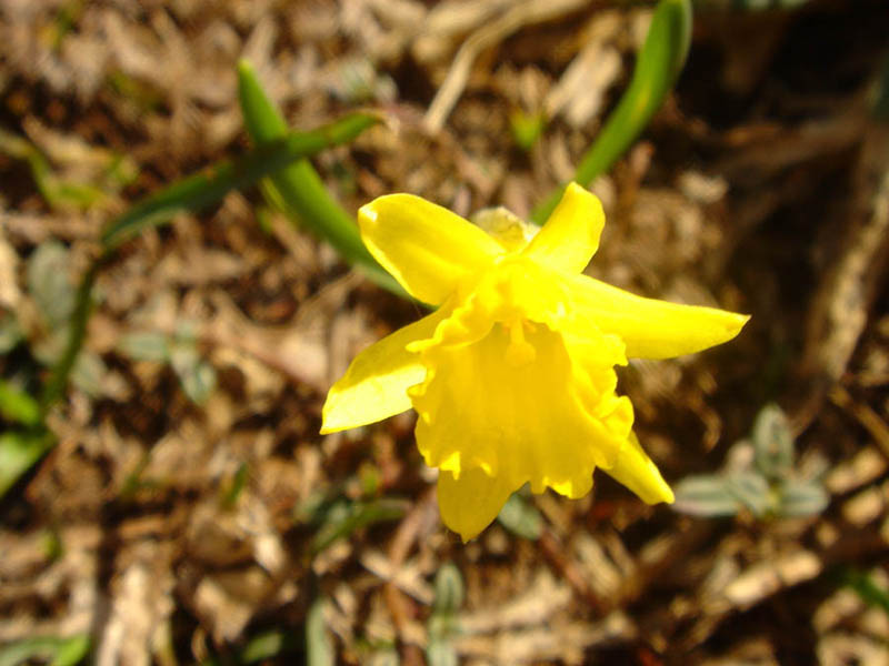 Narcissus asturiensis en fleurs dans les éboulis stabilisés des Picos de Europa